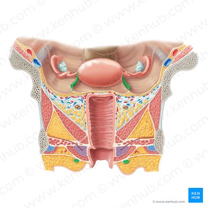 Round ligament of uterus (Ligamentum teres uteri); Image: Samantha Zimmerman