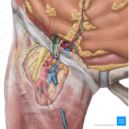 Arteria testicular (Arteria testicularis); Imagen: Hannah Ely