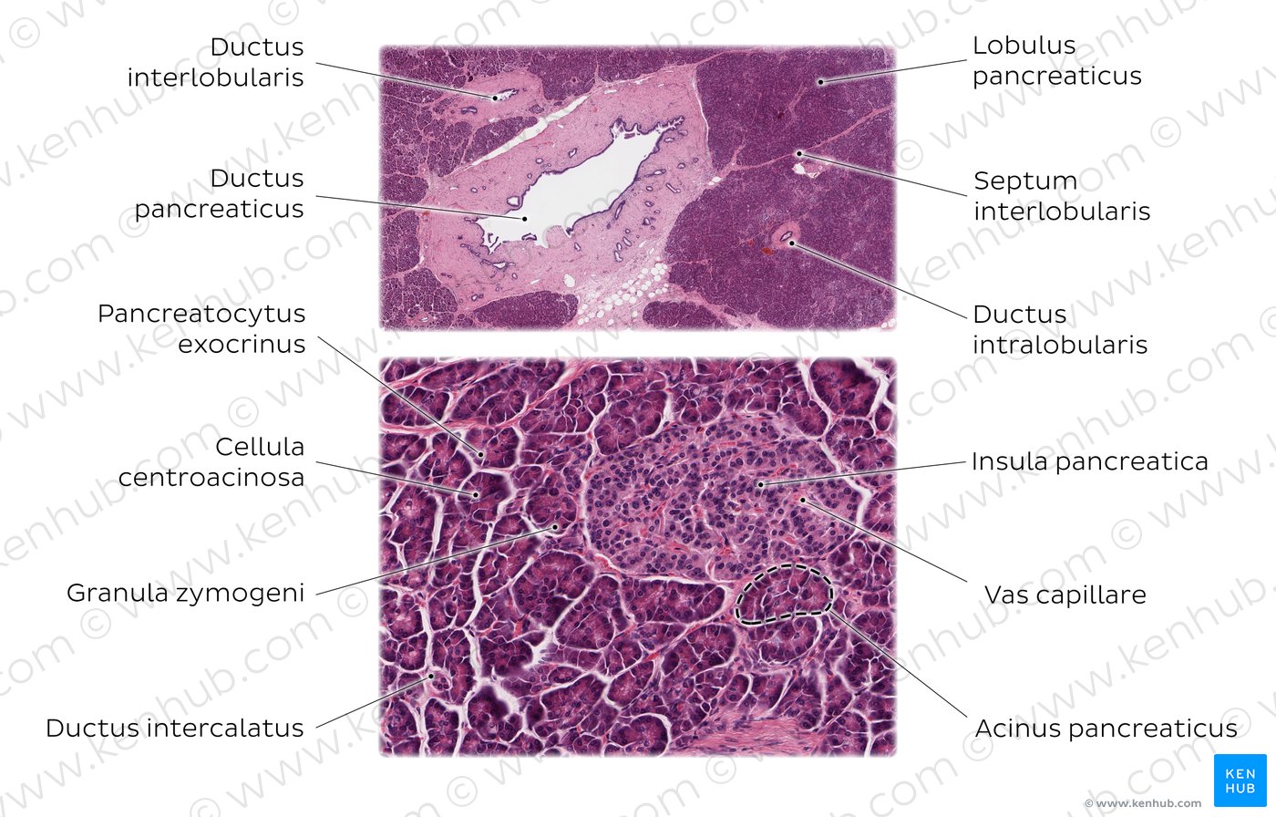 Pancreas (Histologisches Präparat. Färbung: HE, Obere Abbildung: mittlere Vergrößerung, Untere Abbildung: hohe Vergrößerung)
