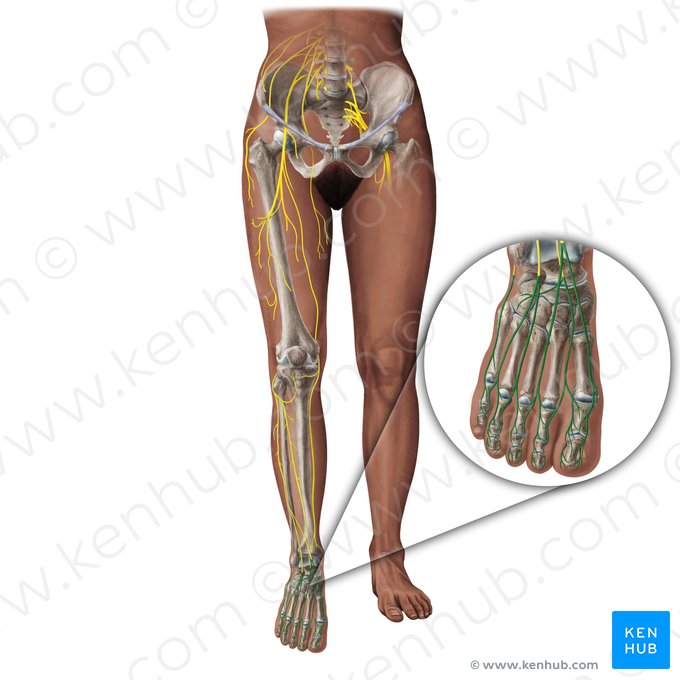 Dorsal digital nerves of foot (Rami digitales dorsales pedis); Image: Paul Kim