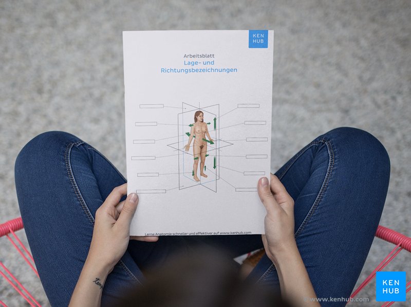 Arbeitsblatt für die anatomischen Körperebenen (kostenloser PDF Download unten)