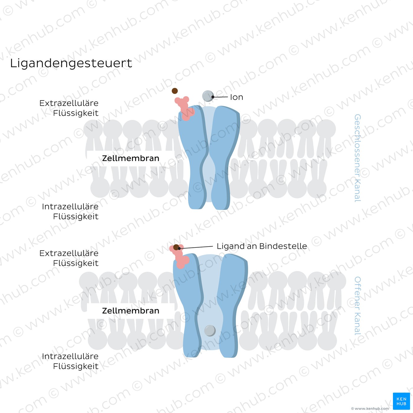 Ligand-gated ion channels