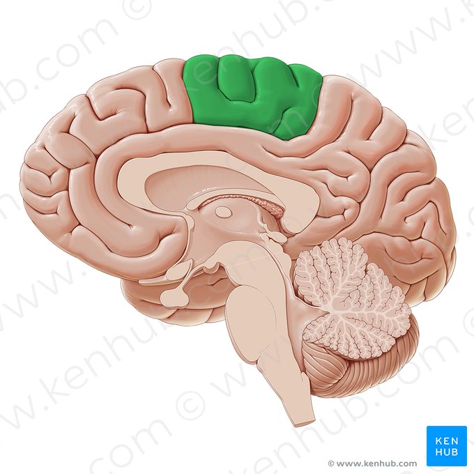 Lóbulo paracentral (Lobulus paracentralis); Imagem: Paul Kim