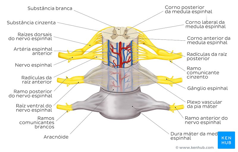 Meninges espinhais e raízes nervosas - vista anterior