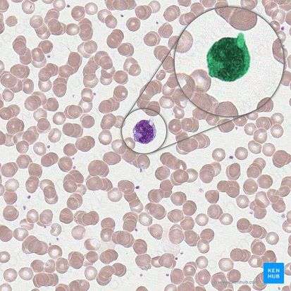 Monocito (Monocyte); Imagen: 