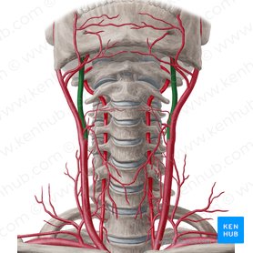 Arteria carotis interna (Innere Halsschlagader); Bild: Yousun Koh