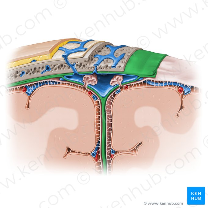 Dura-máter (Dura mater); Imagem: Paul Kim