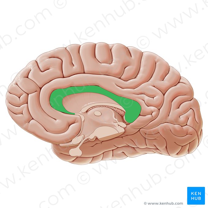 Corpo caloso (Corpus callosum); Imagem: Paul Kim