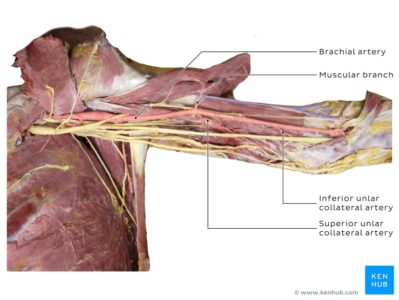 Branches of the brachial artery - cadaveric image