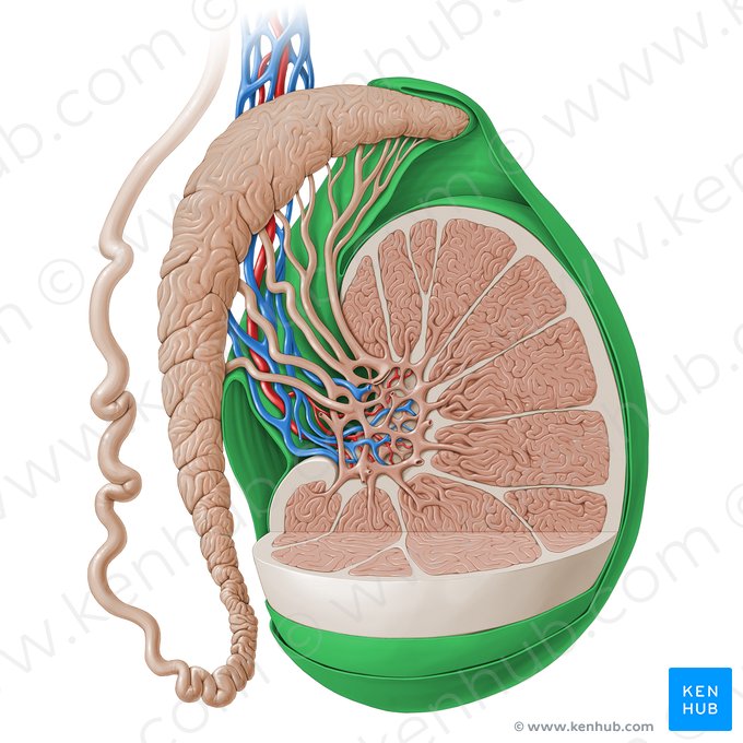 Túnica vaginal do testículo (Tunica vaginalis testis); Imagem: Paul Kim