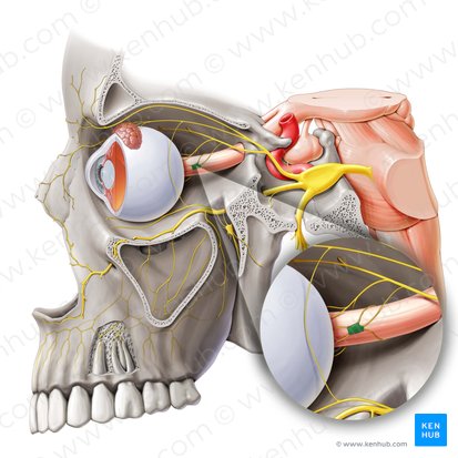 Ciliary ganglion (Ganglion ciliare); Image: Paul Kim