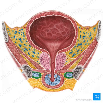 Ischiocavernosus muscle (male) (Musculus ischiocavernosus (masculinus)); Image: Irina Münstermann