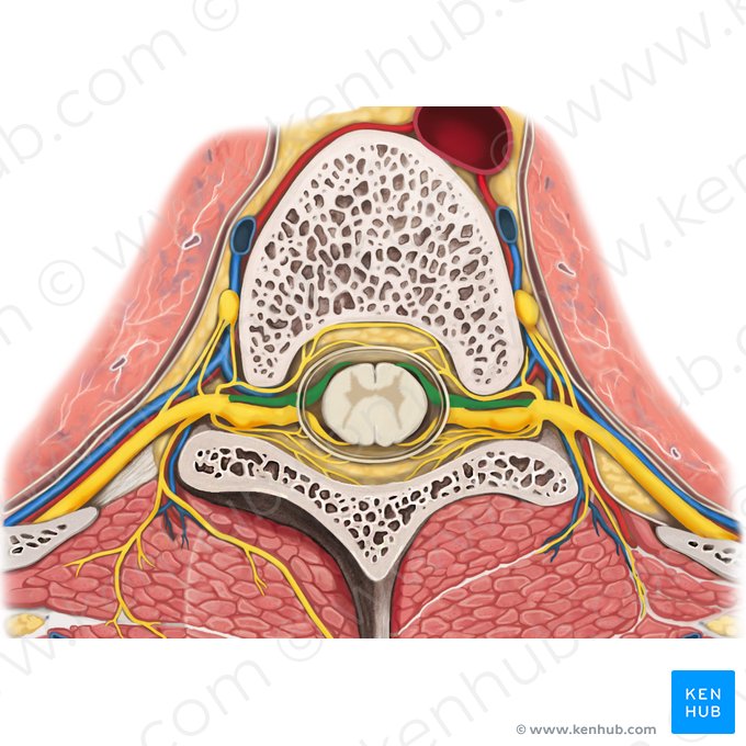 Radix anterior nervi spinalis (Vorderwurzel des Spinalnervs); Bild: Rebecca Betts