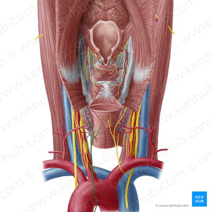 Left recurrent laryngeal nerve (Nervus laryngeus recurrens sinister); Image: Yousun Koh