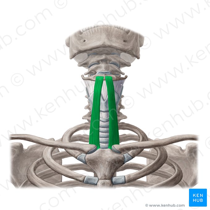 Músculo esterno-hióideo (Musculus sternohyoideus); Imagem: Yousun Koh