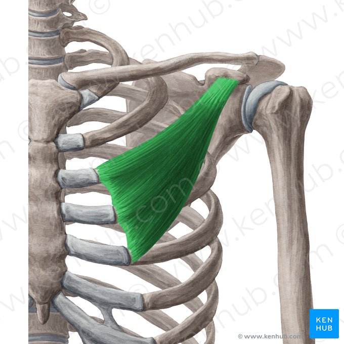 Muscle petit pectoral (Musculus pectoralis minor); Image : Yousun Koh