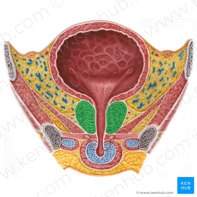 Prostate (Prostata); Image: Irina Münstermann