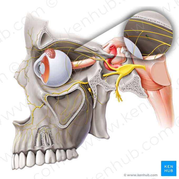 Nervo etmoidal posterior (Nervus ethmoidalis posterior); Imagem: Paul Kim