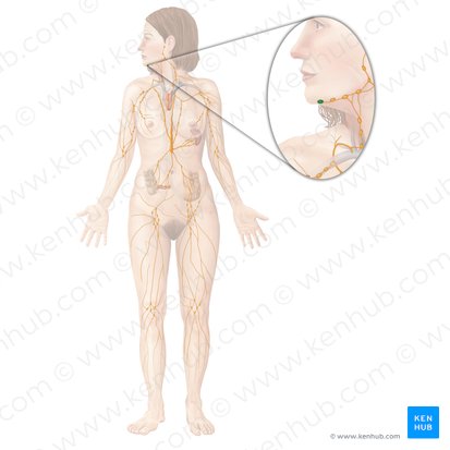 Submental lymph nodes (Nodi lymphoidei submentales); Image: Begoña Rodriguez
