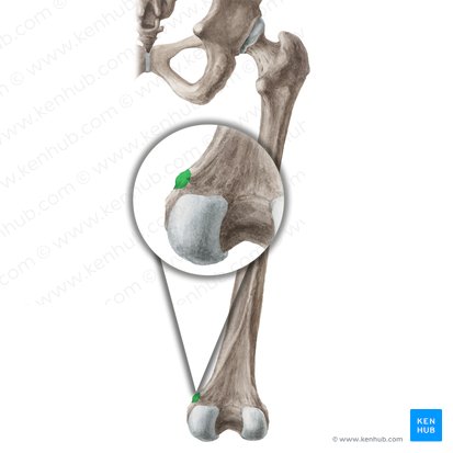 Tubérculo del aductor del fémur (Tuberculum adductorium femoris); Imagen: Liene Znotina