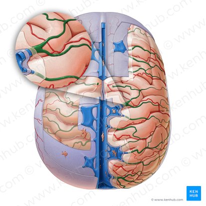 Venae superiores cerebri (Obere Hirnvenen); Bild: Paul Kim