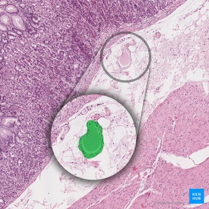 Vas lymphaticum submucosae (Submuköses Lymphgefäß); Bild: 