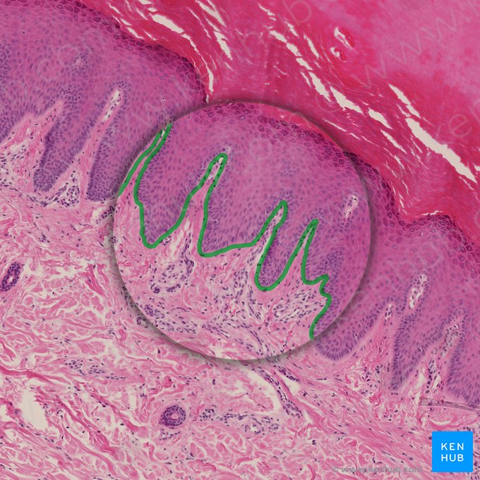 Basement membrane (Membrana basalis); Image: 