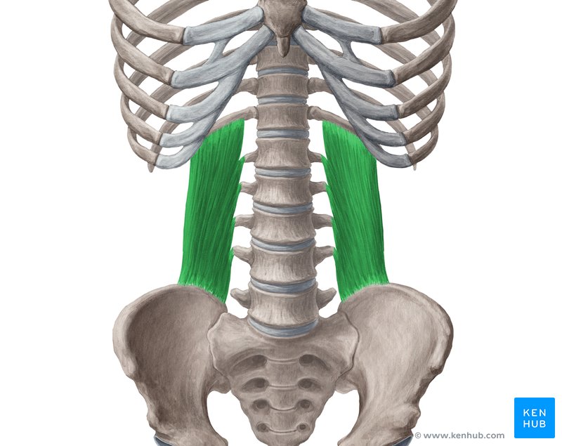 Quadratus lumborum muscle (Musculus quadratus lumborum)