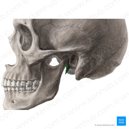 Processo estiloide do osso temporal (Processus styloideus ossis temporalis); Imagem: Yousun Koh