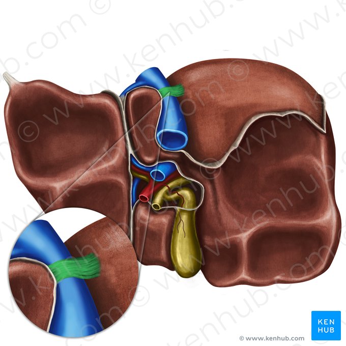 Ligamentum venae cavae inferioris (Band der unteren Hohlvene); Bild: Irina Münstermann