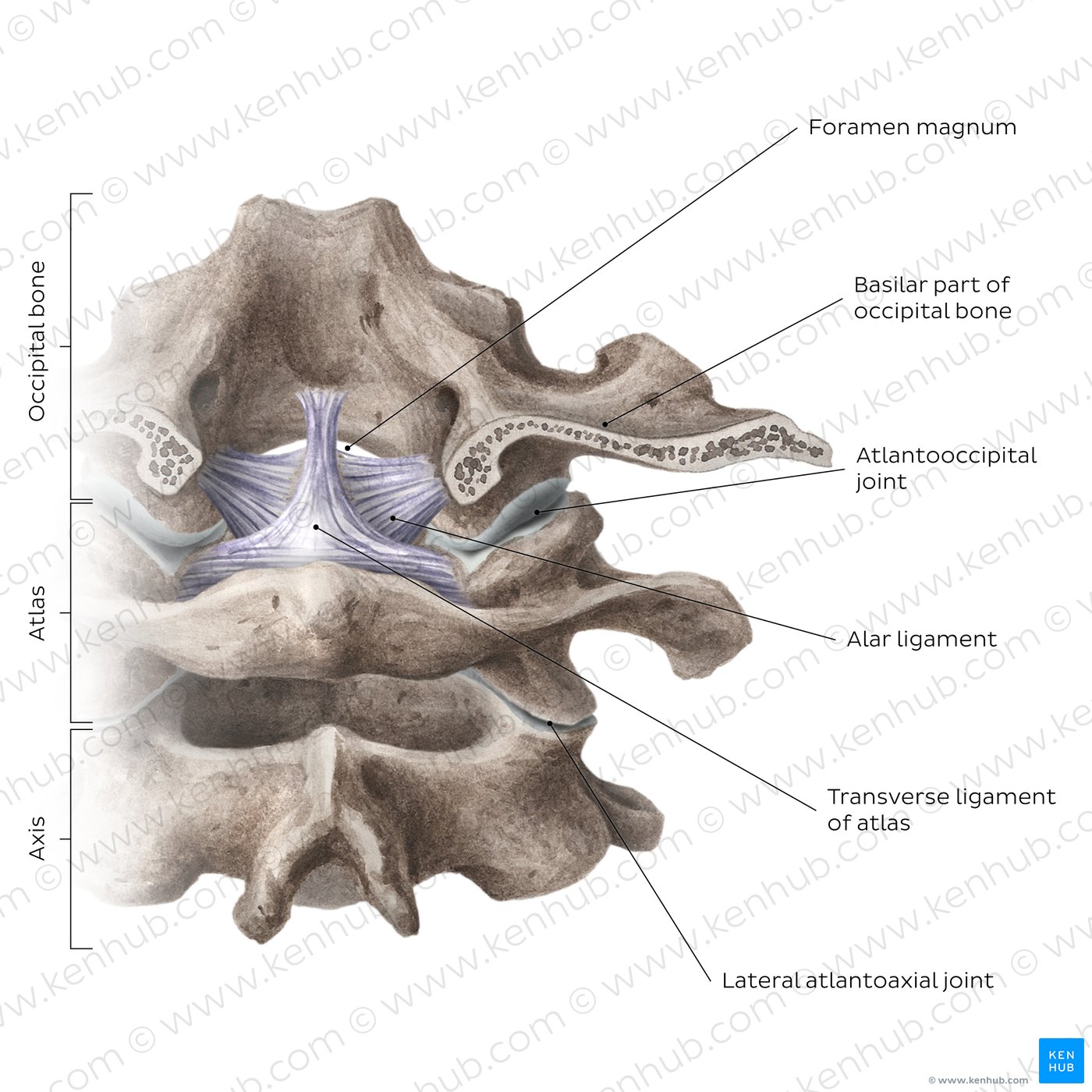 Atlantooccipital and atlantoaxial joints
