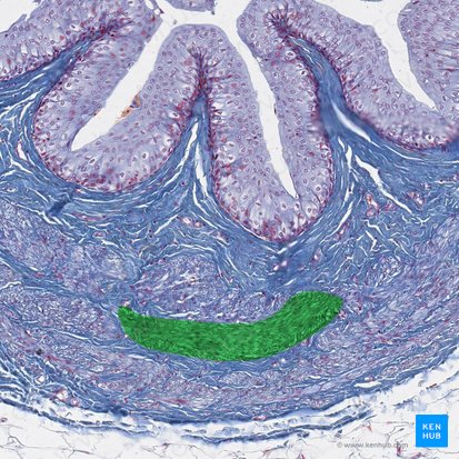 Stratum medium circulare tunicae muscularis ureteris (Mittlere Ringmuskelschicht der Tunica muscularis des Harnleiters); Bild: 