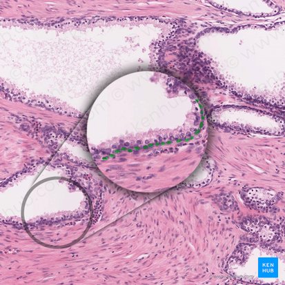 Basal cells (Cellulae basales); Image: 