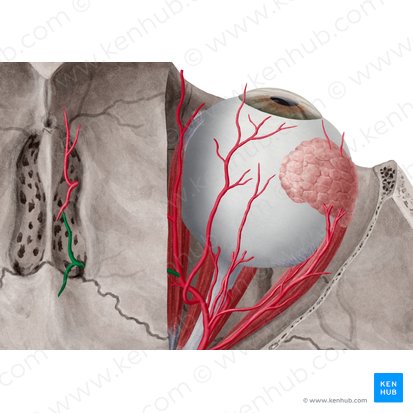 Artéria etmoidal posterior (Arteria ethmoidalis posterior); Imagem: Yousun Koh