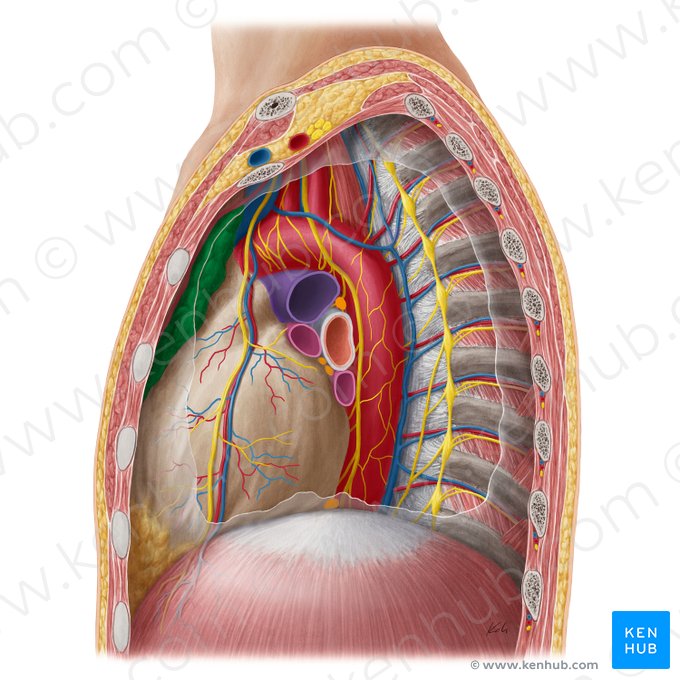 Timo (Thymus); Imagen: Yousun Koh