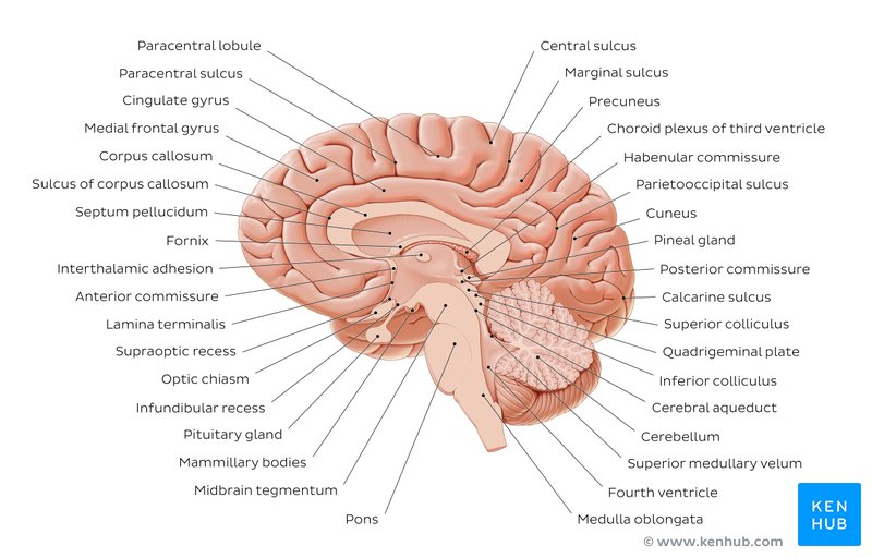 Overview of the medial view of the brain