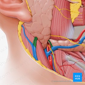 Anterior and posterior divisions of retromandibular vein (Divisiones anterior et posterior venae retromandibularis); Image: Paul Kim