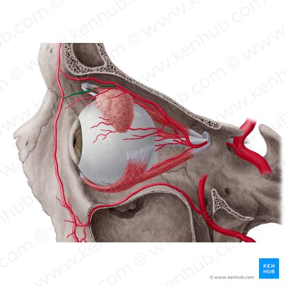 Dorsal nasal artery (Arteria dorsalis nasi); Image: Yousun Koh