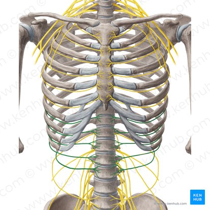 7th-11th intercostal nerves (Nervi intercostales 7-11); Image: Yousun Koh