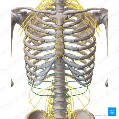 Nervi intercostales 7-11 (7.-11. Zwischenrippennerven); Bild: Yousun Koh