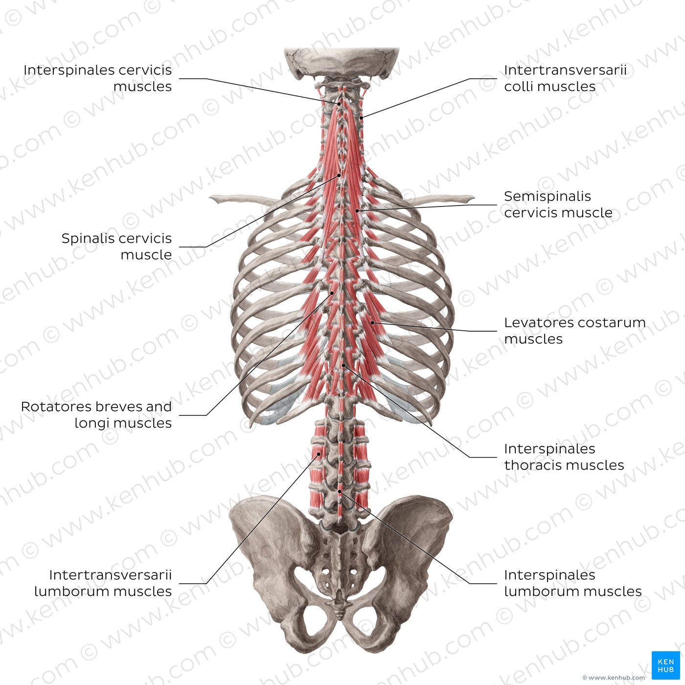 Deep and deepest deep back muscles