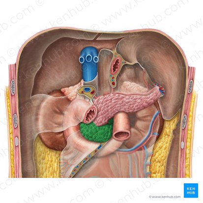 Tête du pancréas (Caput pancreatis); Image : Irina Münstermann