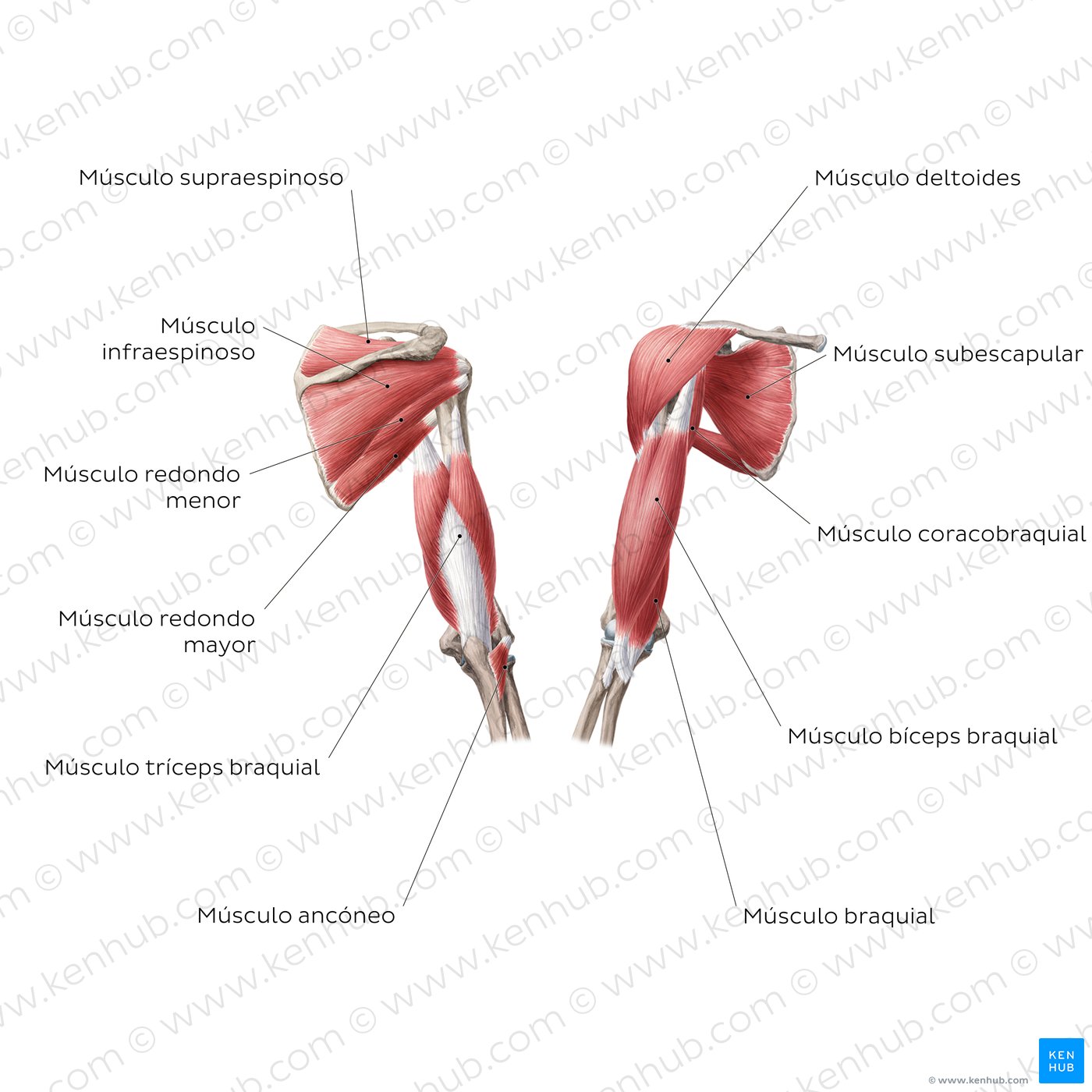 Aprende Los Músculos Del Brazo Y Hombro Con Diagramas Kenhub