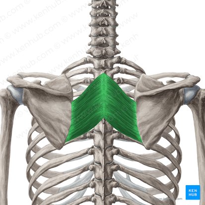 Musculus rhomboideus major (Großer Rautenmuskel); Bild: Yousun Koh