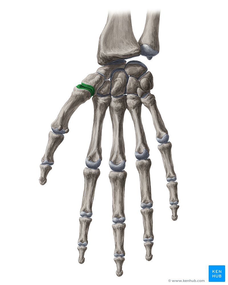 Carpometacarpal joint of thumb (Articulatio carpometacarpalis pollicis)