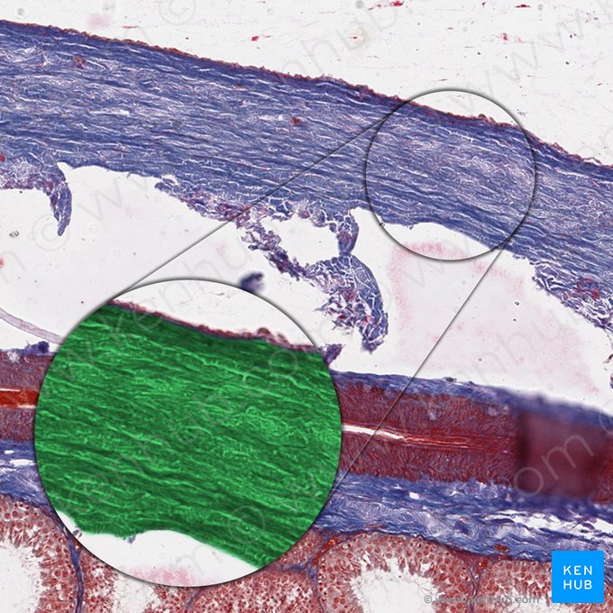 Túnica albugínea do testículo (Tunica albuginea testis); Imagem: 