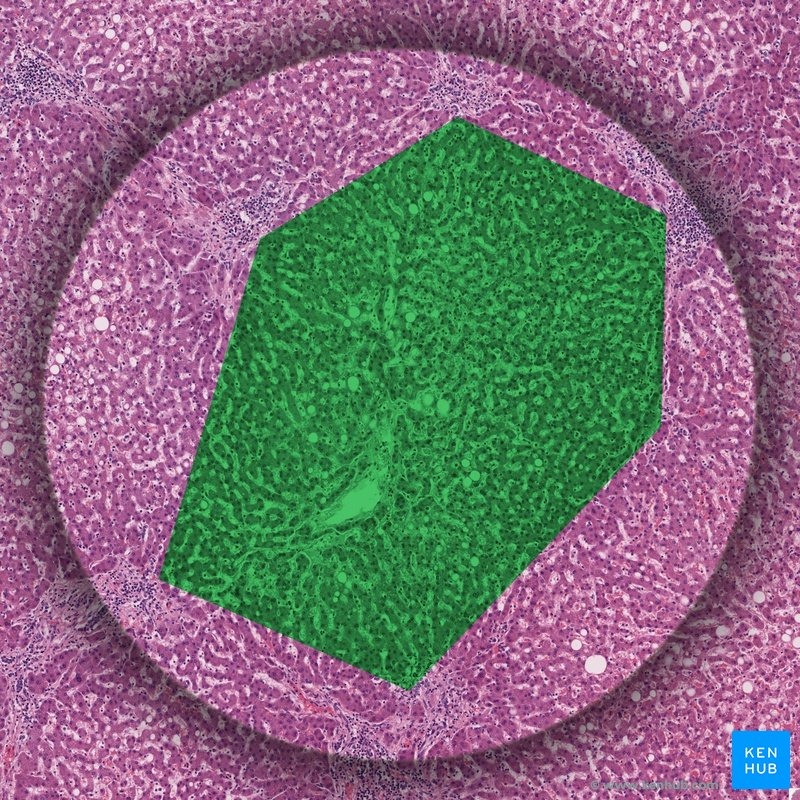 Leberläppchen (Lobuli hepatis) - Histologie