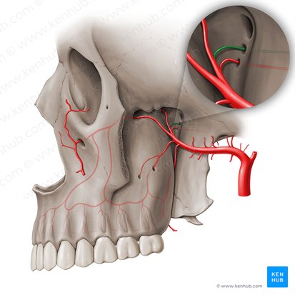 Arteria del conducto pterigoideo (Arteria canalis pterygoidei); Imagen: Paul Kim