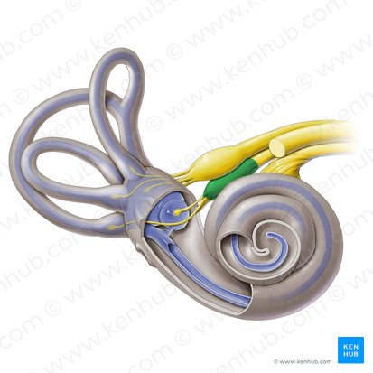 Porción inferior del ganglio vestibular (Pars inferior ganglii vestibularis); Imagen: Paul Kim