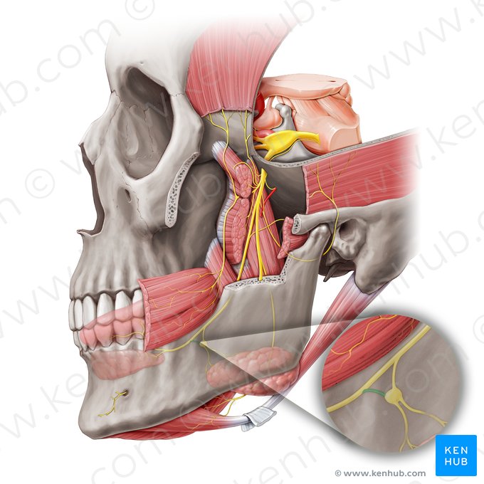 Ramo anterior do nervo lingual para o gânglio submandibular (Ramus anterior ganglionicus submandibularis nervi lingualis); Imagem: Paul Kim